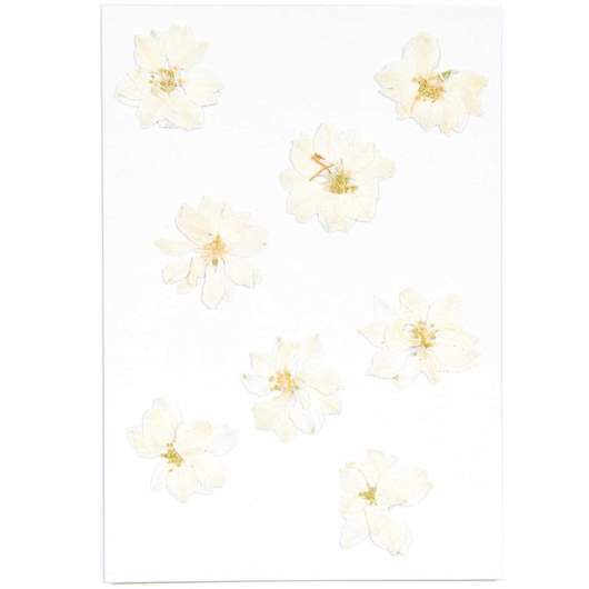 Pressed flowers Delphinium white
